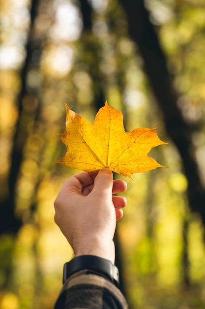 Foto un hombre sostiene una hoja de arce otoñal amarilla sobre el fondo de un bosque otoñal otoño soleado