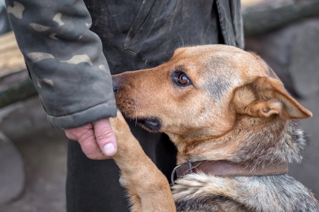 Un hombre sostiene la pata de un perro en su mano, un perro confía en una persona, una persona entrena a un perro