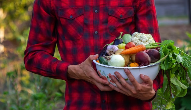 Un hombre sostiene un plato de verduras frescas de la granja en sus manos. Naturaleza. Enfoque selectivo