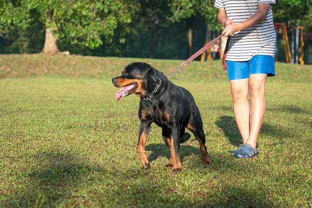 Hombre con su perro Rottweiler en el campo