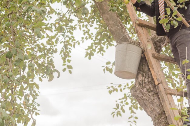 Foto un hombre está subiendo a un árbol con una olla en él