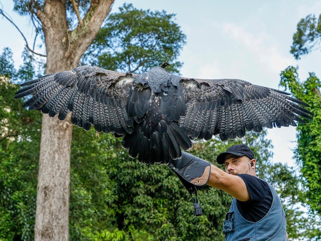 Hombre sujetando un águila blackchested