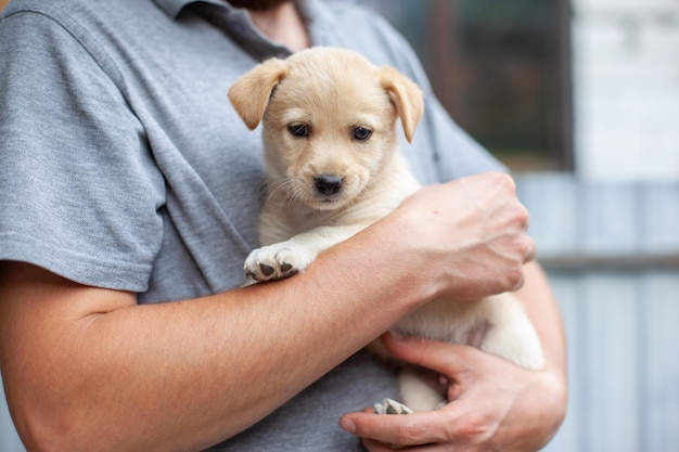 Hombre sujetando un cachorro sin hogar en las manos