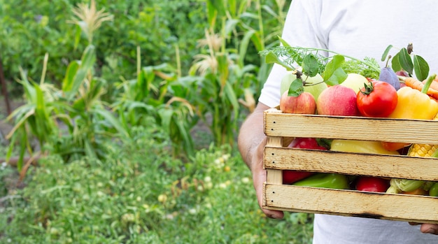 Hombre sujetando la caja de madera llena de frutas y verduras orgánicas maduras en el jardín
