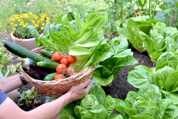 Hombre sujetando una canasta llena de verduras de temporada recién cosechadas en el jardín