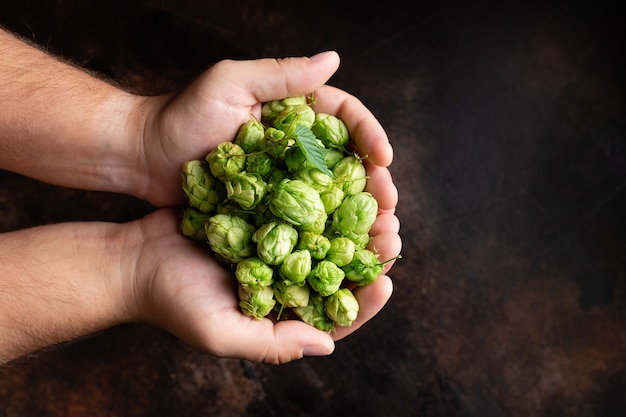 Hombre sujetando conos de lúpulo verde sobre mesa oscura Ingredientes naturales del proceso de la cervecería