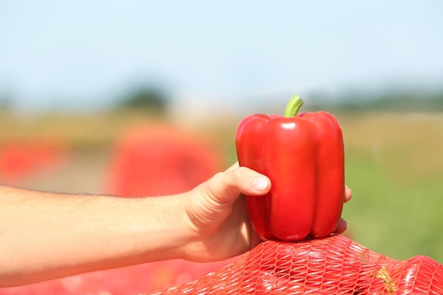 Hombre sujetando pimiento rojo en el campo