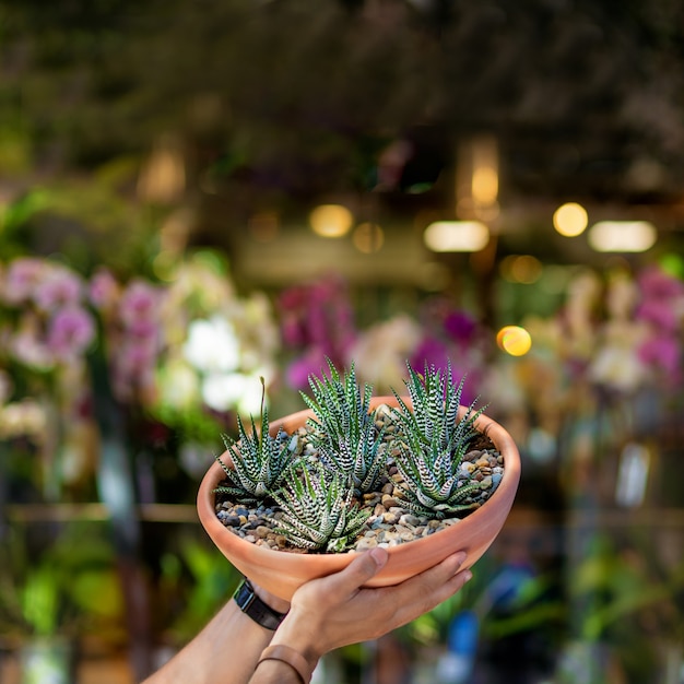 Hombre sujetando la planta de terrario con desenfoque en la espalda