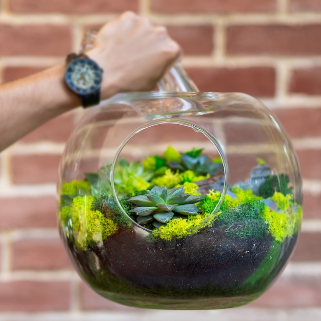 Hombre sujetando la planta de terrario en vidrio