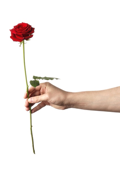 Foto hombre sujetando rosa roja aislado sobre fondo blanco.