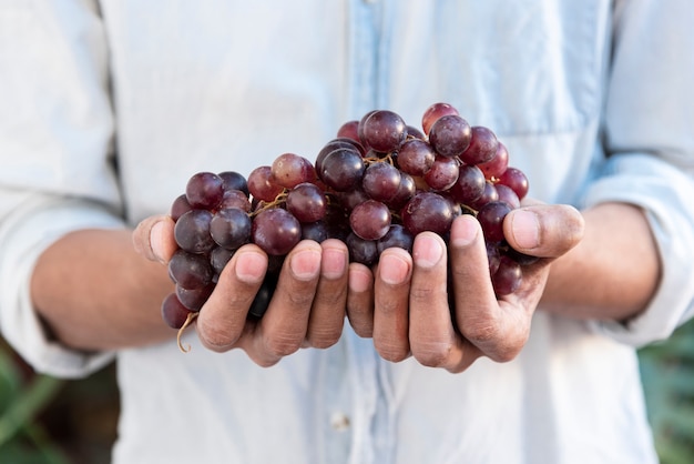 Foto hombre sujetando uvas rojas en manos