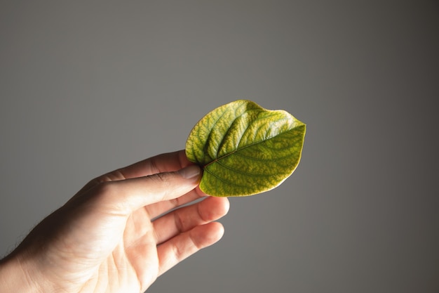 Un, hombre, tenencia, un, hoja, de, un, árbol