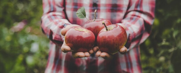 Un hombre tiene una cosecha de manzanas en sus manos.