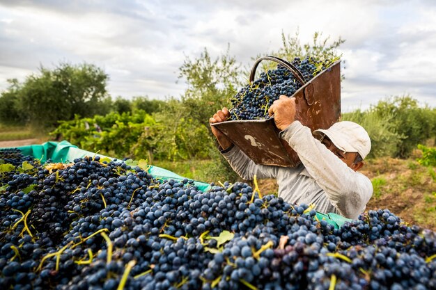 El hombre tirando de una caja de uvas a la camioneta picker