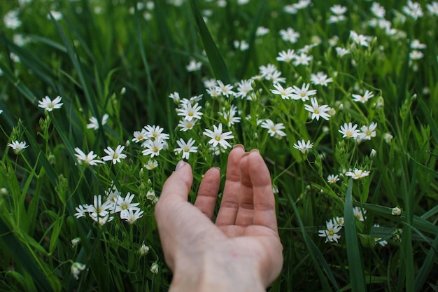 Hombre tocando flores con sus manos