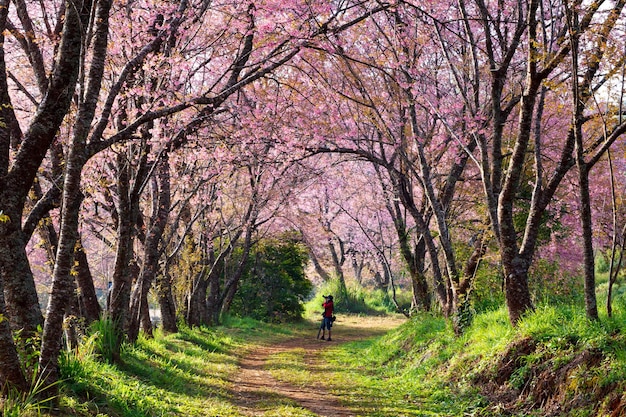 Un hombre tomando una foto bajo los cerezos en flor de sakura