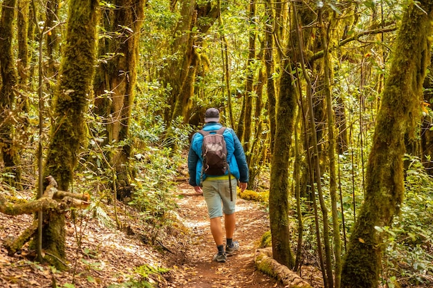 Hombre en un trekking en el sendero de Garajonay del parque natural del bosque en La Gomera Islas Canarias Árboles con bosque húmedo de musgo en el camino del Raso de la Bruma y Risquillos de Corgo