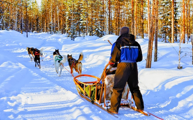 Hombre con trineo de perros de la familia Husky en invierno Rovaniemi de Finlandia de Laponia. Gente y paseo en trineo de perros en Noruega. Trineos de animales en la granja finlandesa, Navidad. Trineo. Safari en trineo y paisaje de Alaska.