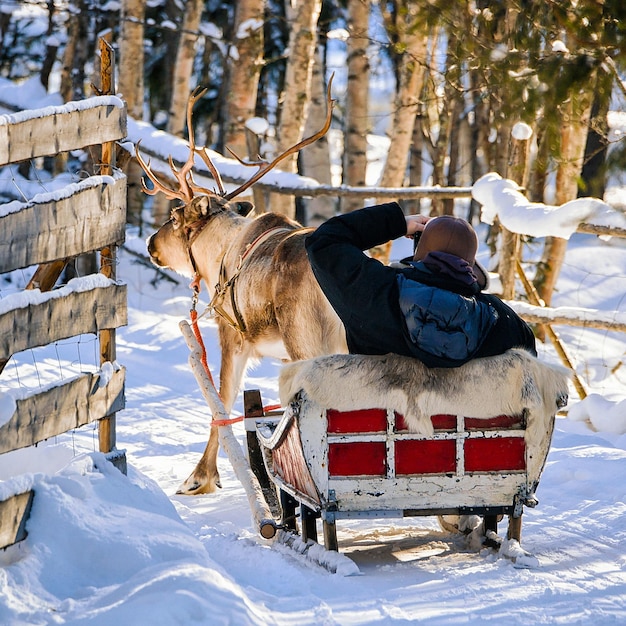 Hombre en trineo de renos en Finlandia en Rovaniemi en la granja de Laponia. Persona en trineo de Navidad en trineo de invierno safari con nieve Polo norte ártico finlandés. Diversión con animales saami de Noruega