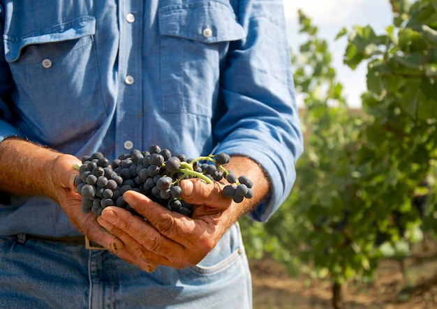 Foto hombre con uvas en sus manos