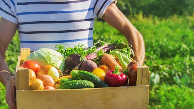 Un hombre con verduras en el jardín.