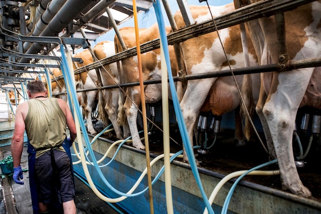 Foto hombre vestido con delantal de pie en un cobertizo de ordeño ordeñando vacas de guernsey