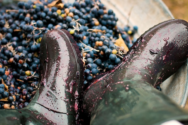 Hombres aplastando uvas maduras con botas en forma.