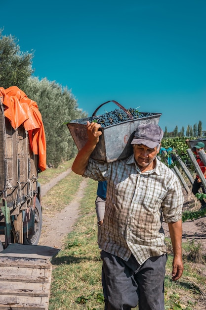 Hombres cosechando uvas finas.