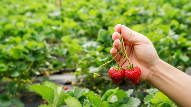 Los hombres eligen una fruta roja de fresa.