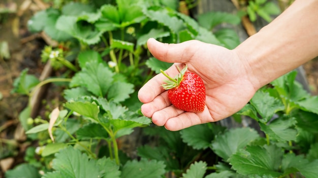 Los hombres eligen una fruta roja de fresa.