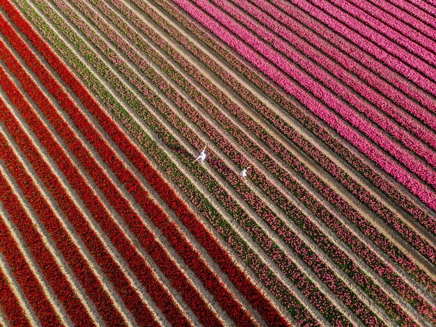 Foto hombres y mujeres en campos de flores vistos desde arriba con un dron en los campos de flores de los países bajos