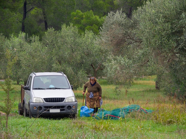 Hombres y mujeres recogen aceitunas en el jardín de olivos con una red especial para recoger aceitunas en Grecia