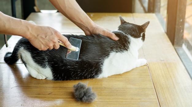 Hombres que cepillan un pelo de un gato blanco y negro.