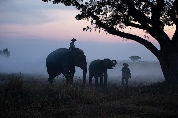 Foto hombres en silueta sentados en un elefante en el campo