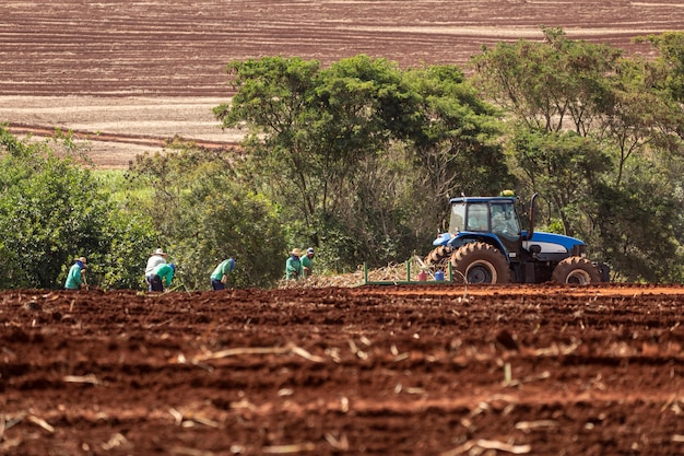 Hombres en el sol caliente plantando caña con sus manos