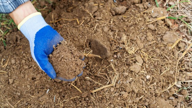 Hombres sosteniendo un abono orgánico para una planta.