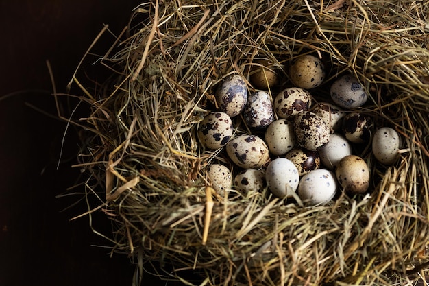 Home Farm Wachteleier im Nest