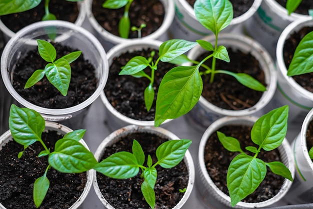 Home Gardening Nahaufnahme Pfeffer Sämlinge in weißen Töpfen wachsende Pflanzen