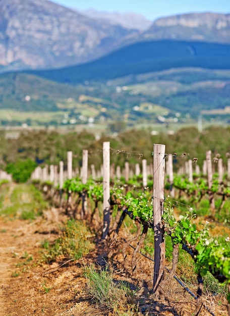 Foto home of south african wine foto de vinícolas do distrito de stellenbosch província do cabo ocidental áfrica do sul