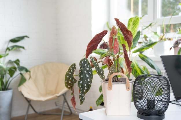 Home Topfpflanze Begonia maculata Polka Dot Blätter dekorative Laub im Inneren auf dem Tisch des Hauses Hobbys im wachsenden Gewächshaus