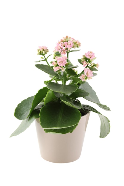 Home Topfpflanze Kalanchoe mit rosa Blüten