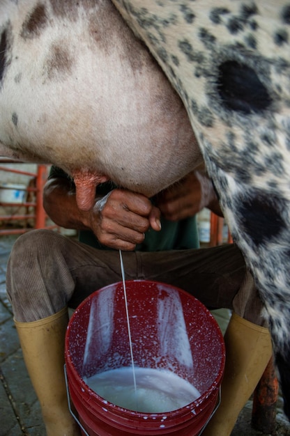 Foto homem a ordenhar uma vaca