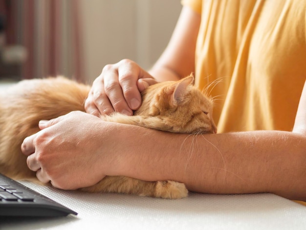 Foto homem acaricia gato de gengibre animal doméstico na mesa em frente ao teclado do computador local de trabalho freelancer