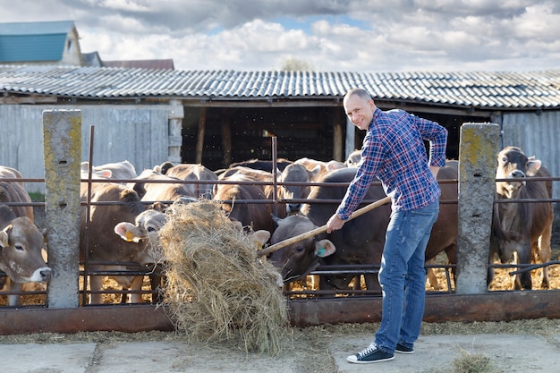 Homem adulto alimentando vacas com feno em uma pequena fazenda