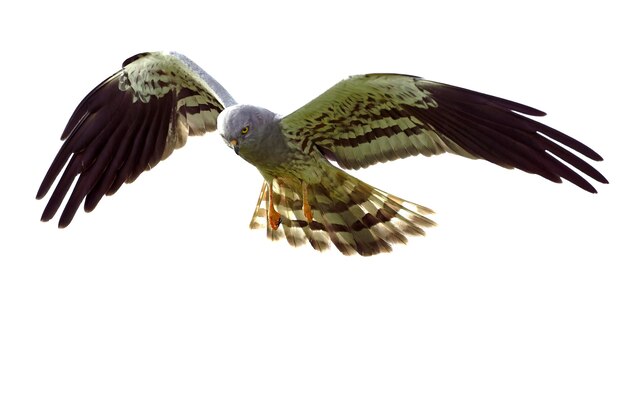 Homem adulto de Montagus harrier voando dentro de seu território de reprodução em uma estepe de cereais