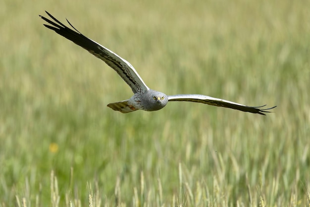 Homem adulto de Montagus harrier voando dentro de seu território de reprodução em uma estepe de cereais