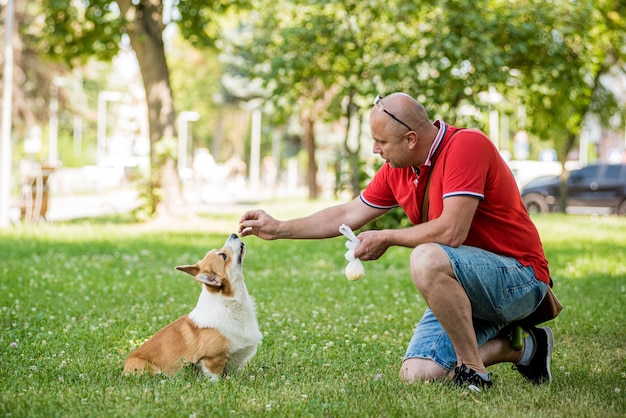Homem adulto está treinando seu cachorro welsh corgi pembroke no parque da cidade