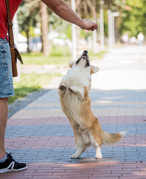 Homem adulto está treinando seu cachorro welsh corgi pembroke no parque da cidade