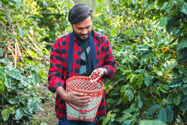 Homem agricultor coletando café berie na fazenda