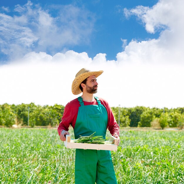 Homem agricultor, colheita, cebolas, em, pomar, campo